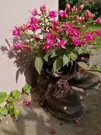 Close-up of pink flowers