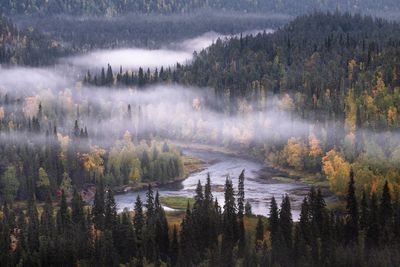 High angle view of trees in forest