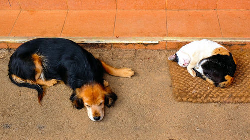 Close-up of dog