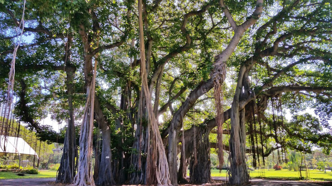 tree, tree trunk, growth, park - man made space, green color, branch, tranquility, nature, park, sunlight, built structure, day, outdoors, shadow, tranquil scene, beauty in nature, no people, grass, architecture, treelined