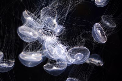 Close-up of jellyfish against black background