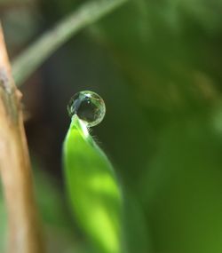 Close-up of green leaf