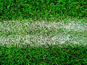 Full frame shot of grass on field