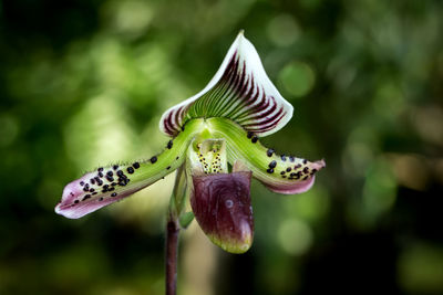 Close-up of flower on plant