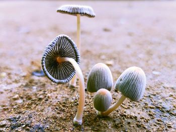 Close-up of mushroom growing on field