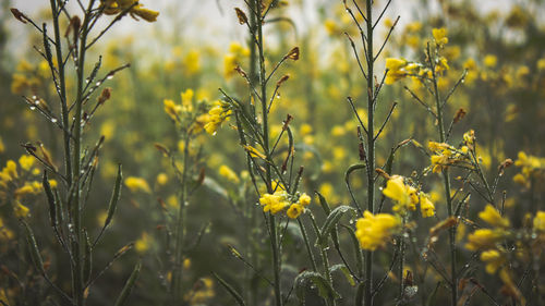 Close-up of yellow flowering plants on field