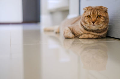 Portrait of cat relaxing on floor at home