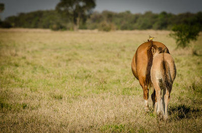 Horse grazing in field