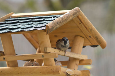 Close-up of bird perching on wood