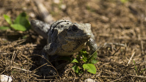 Close-up of iguana on field