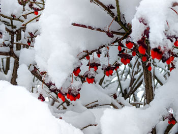 Snow covered plants and trees during winter