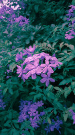 High angle view of pink flowering plant