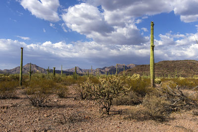 Cactus growing on field against sky