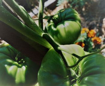 Close-up of fresh green plant