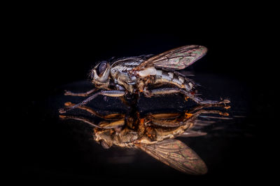 Close-up of insect over black background