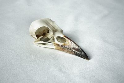 High angle view of animal skull