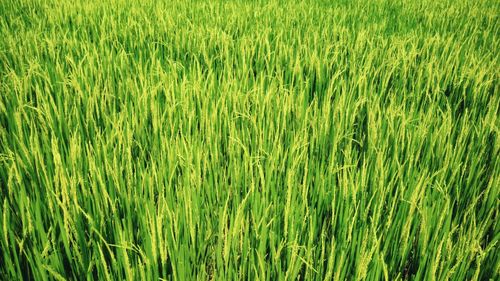 Full frame shot of crops on field