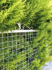 Close-up of plants against trees