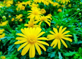 Close-up of yellow flower