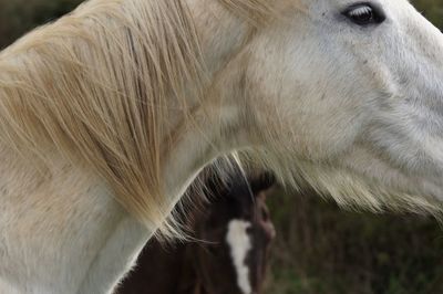 Close-up of a horse
