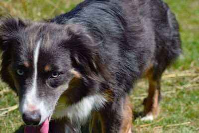 Close-up portrait of black dog on field