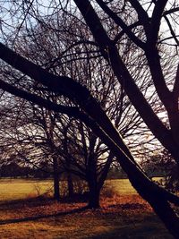 Bare trees at sunset