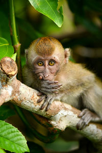 Long-tailed macaque in singapore