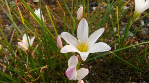 Close-up of white crocus flowers on field