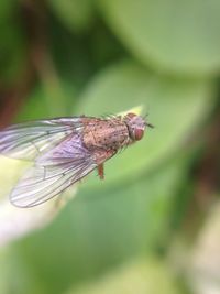 Close-up of fly on plant