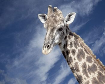 Low angle view of giraffe against sky