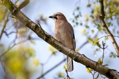 Low angle view of eurasian jay perching on tree