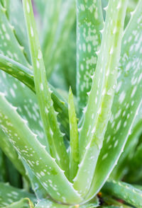 Close-up of aloe vera plant