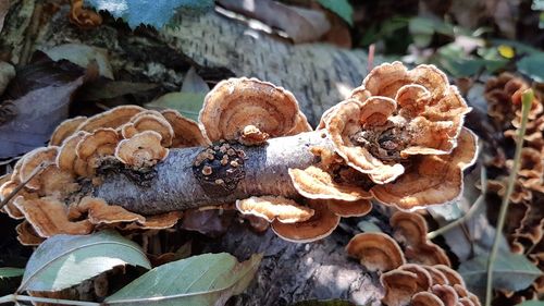 High angle view of mushrooms