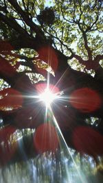 Sun shining through trees