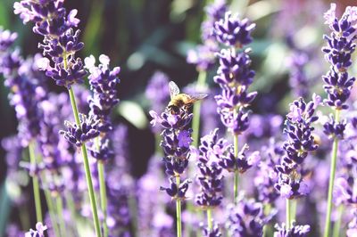 Bee pollinating on purple flowering plant