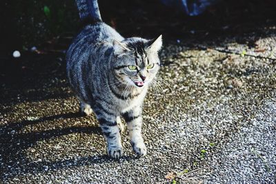 Portrait of cat