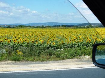 Yellow flowers on road by sea against sky