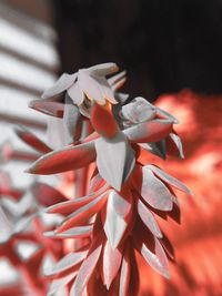Close-up of red flowering plant