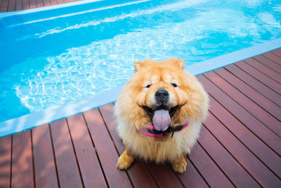 High angle view of dog in swimming pool