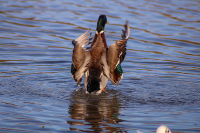 Mallard duck preening in a lake 