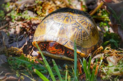 Close up of plant against blurred background