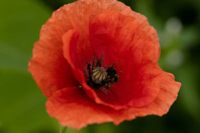 Close-up of bee pollinating on flower
