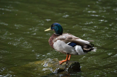Male mallard duck perching on rock amidst lake