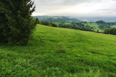 Scenic view of field against sky