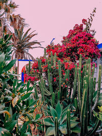 Close-up of red flowering plant against sky