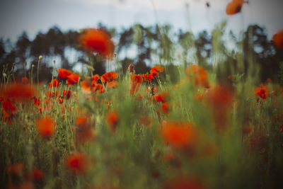 Close-up of red poppy flowers on field