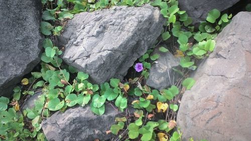 Plants growing on rocks