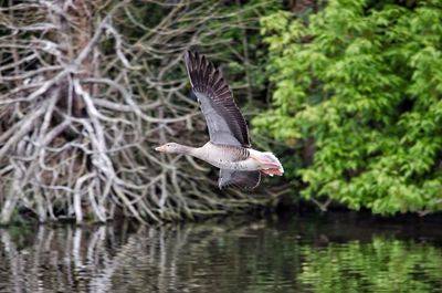 Bird flying over lake