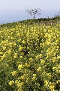 Yellow flowering plants on field against sky