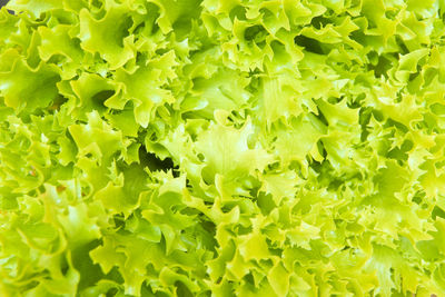 Full frame shot of fresh green plants